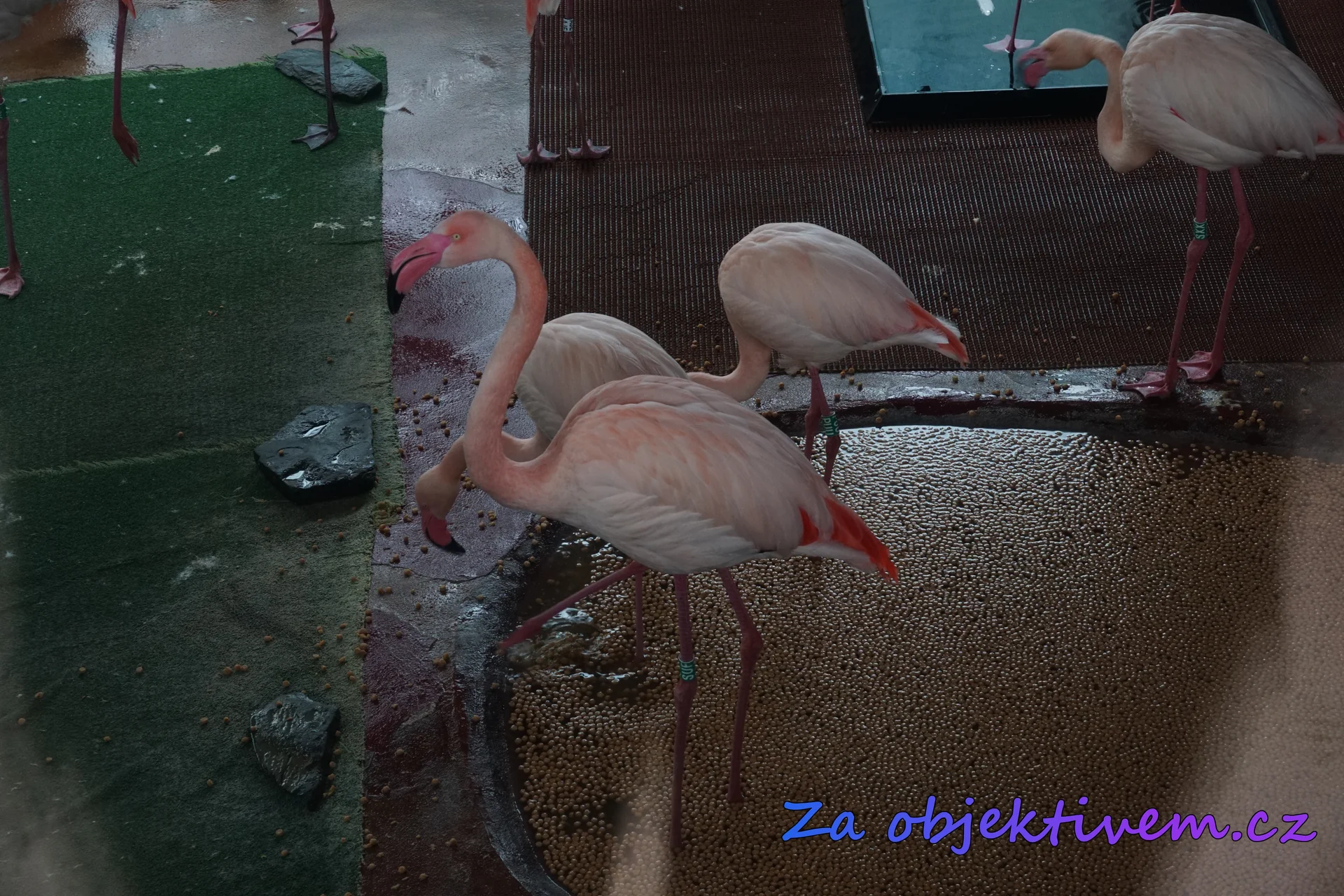 Plameňák růžový